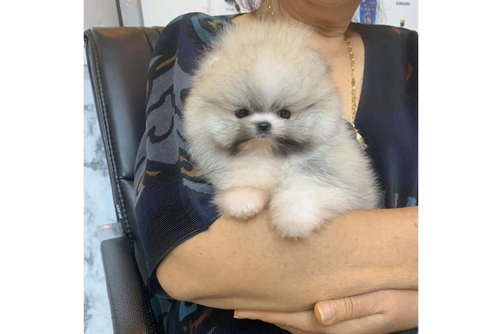$350 : Pomerania en venta image 2