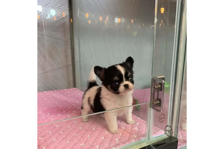 $350 : chihuahua en venta image 2