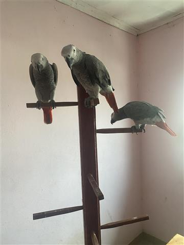 $750 : African Grey Parrots near me image 3