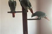$750 : African Grey Parrots near me thumbnail