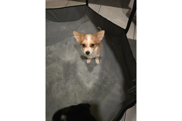 $400 : Pomeranian mix chihuahua image 2