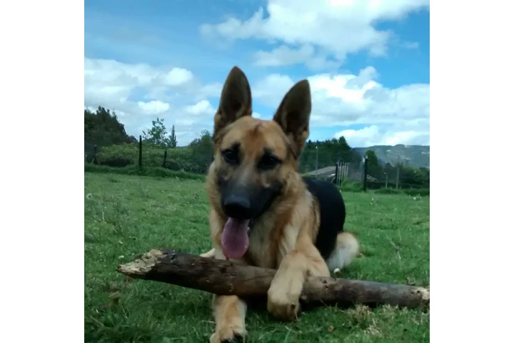 Instructor canino image 2