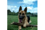 Instructor canino thumbnail