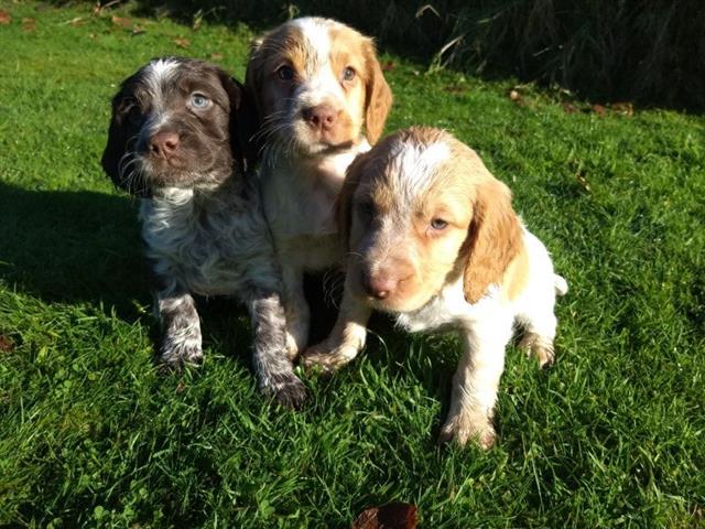 $600 : Kc working cocker spaniels image 3