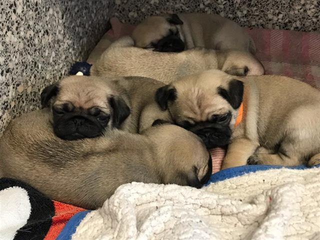 $420 : PUG PUPPIES FOR REHOMING image 2