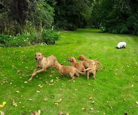 $480 : Buy Golden Retriever Pups image 2