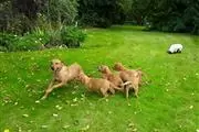$480 : Buy Golden Retriever Pups thumbnail