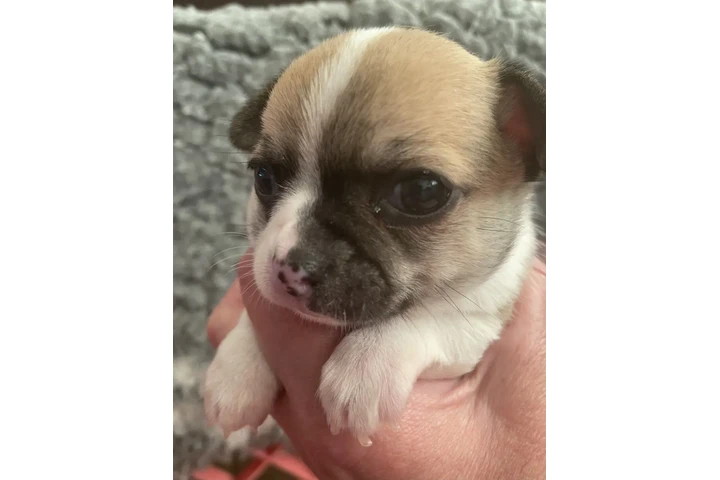 $260 : Two amazing chihuahua ready image 3