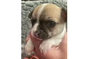 $260 : Two amazing chihuahua ready thumbnail