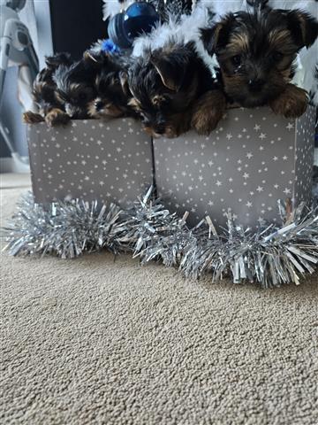 $500 : Cute Yorkie babies image 3