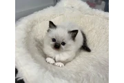 Babies ragdoll  For Sale