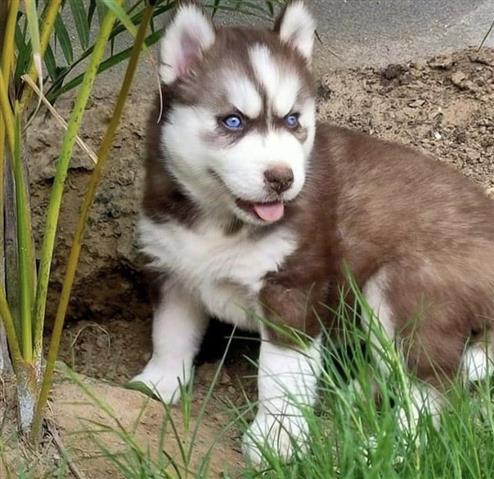 $400 : Siberian Husky image 3