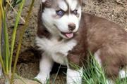 $400 : Siberian Husky thumbnail