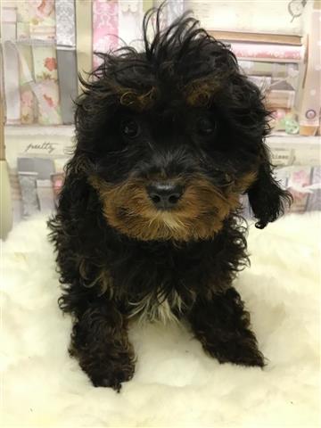 $400 : Venta de cachorros de Cavapoo image 1