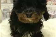 Venta de cachorros de Cavapoo en Pachuca