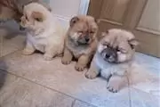 Cachorros Chow Chow