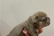 $300 : puppy for rehoming thumbnail
