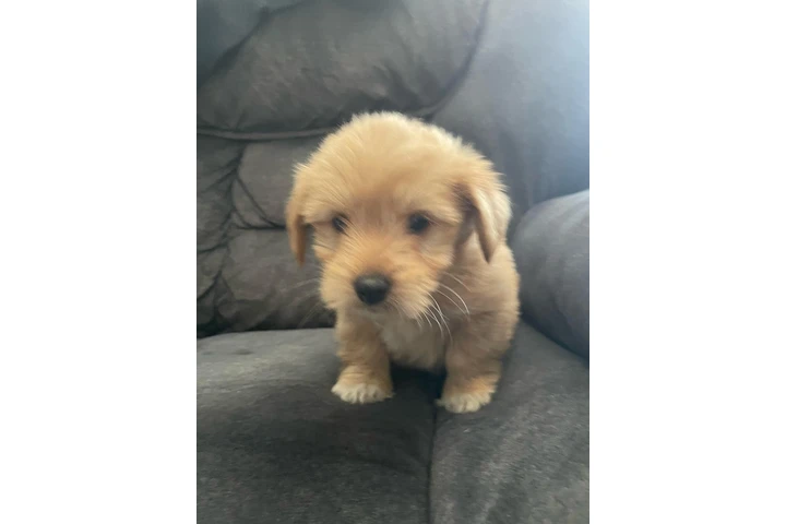 $350 : Cachorros shihtzu maltes image 4