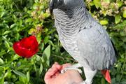 Loro gris africano macho en Charleston