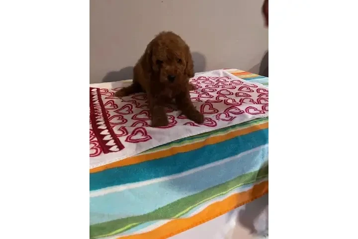 🐶 PERRITOS EN VENTA 🐶 image 3