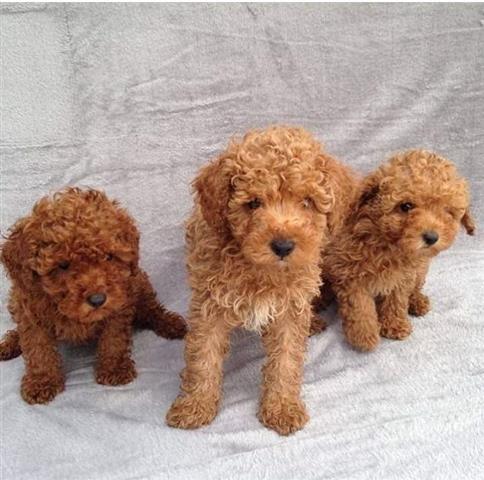 $470 : Ruby Red ❤️ Cavapoo puppies image 3