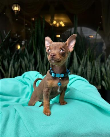 $350 : 🤗🐶 Cachorrito Chihuahua image 3