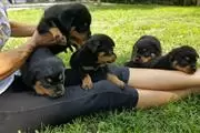 Rottweiler macho y hembra en Memphis