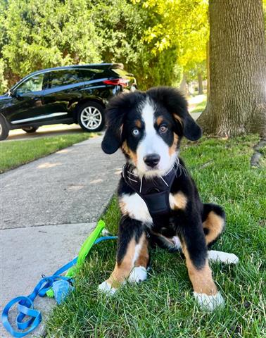 $600 : Bernese Mountain Dog image 2