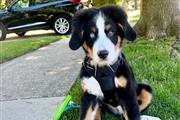 $600 : Bernese Mountain Dog thumbnail