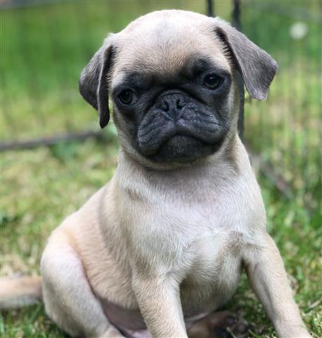 $400 : cute Pug puppies for adoption image 1