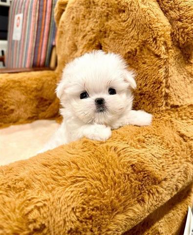 $300 : Teacup Maltese for sell image 3