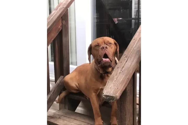 $1050 : Dogue de Bordeaux puppy image 3