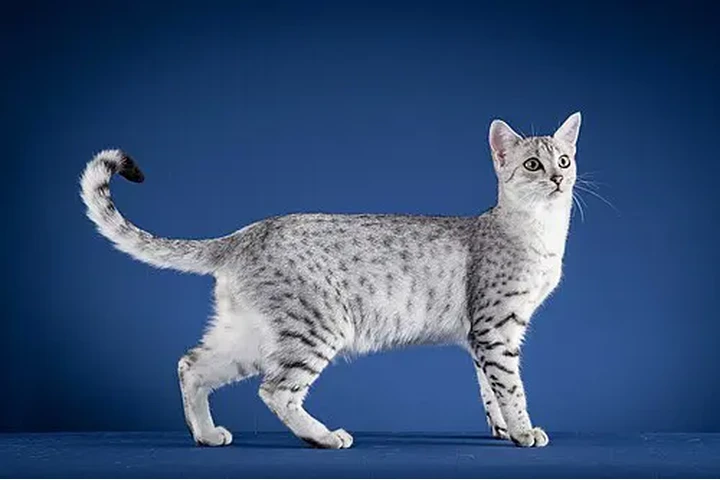 $265 : &#@ Baby kittens at low cost image 1