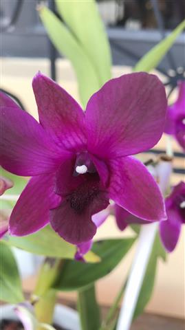 Tina's Wild Orchids image 7
