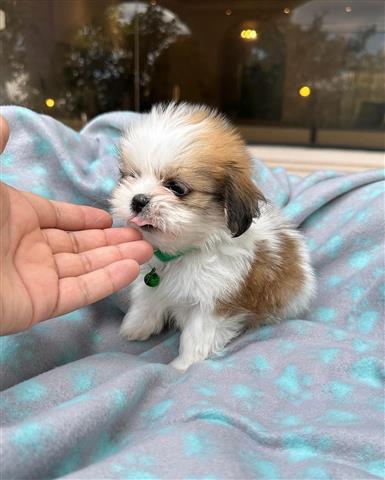 $350 : Shihtzu image 1