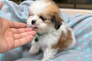 $350 : Shihtzu thumbnail