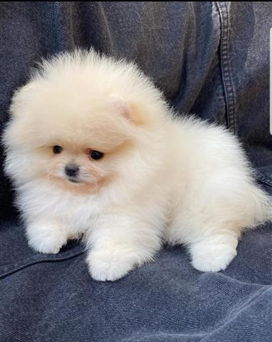 $400 : Pomeranian puppies image 2