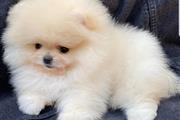 $400 : Pomeranian puppies thumbnail