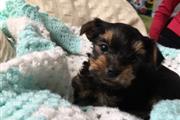 $400 : Cachorros Yorkie Para Adopción thumbnail