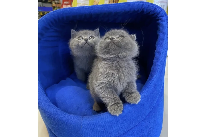 $400 : British shorthair available image 2