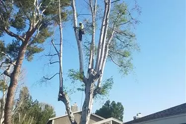 ARBOLEROS y RAMEADORES en San Bernardino
