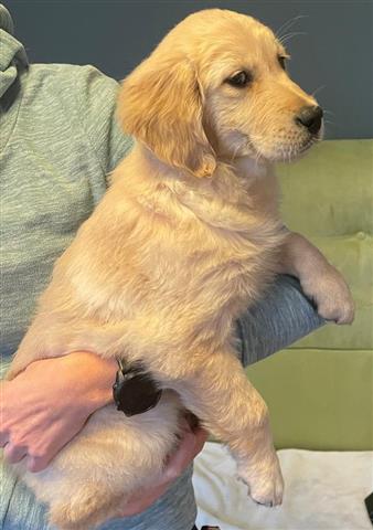 $500 : Golden Retriever Pup's image 1