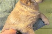 Golden Retriever Pup's en Jersey City