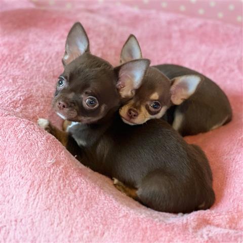 $250 : Chihuahua puppies for sale image 1