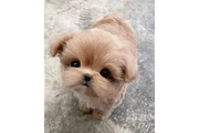 $350 : taza de té maltipoo cachorros thumbnail