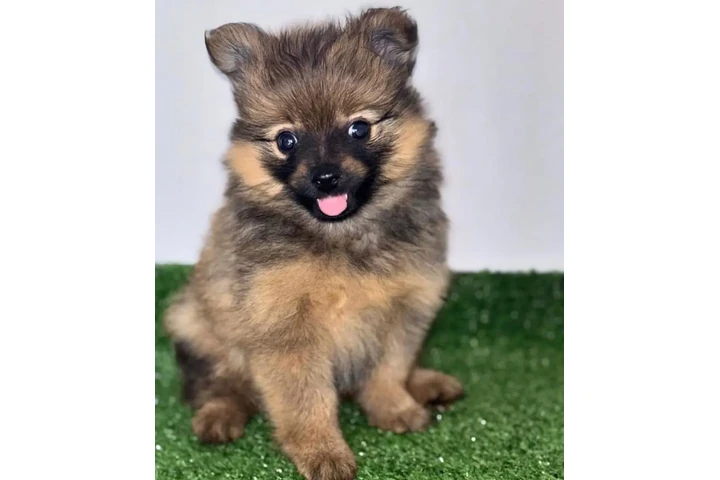 $500 : Cute Pomeranians for Sale image 2