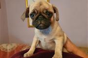 PUG PUPPIES FOR REHOMING