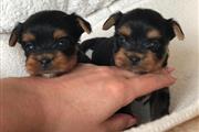 $310 : Yorkshire terriers Ready thumbnail
