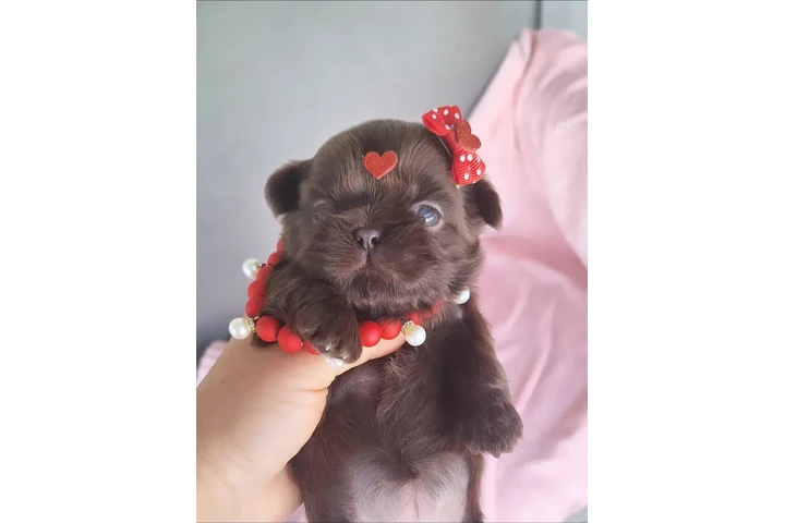 $350 : Cachorros Shihtzu image 1