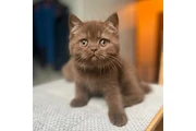 Gatitos británicos de pelo cor en Los Angeles